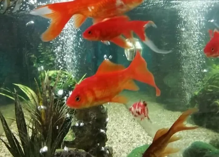 Costa De Prata 2 & 3* Figueira da Foz